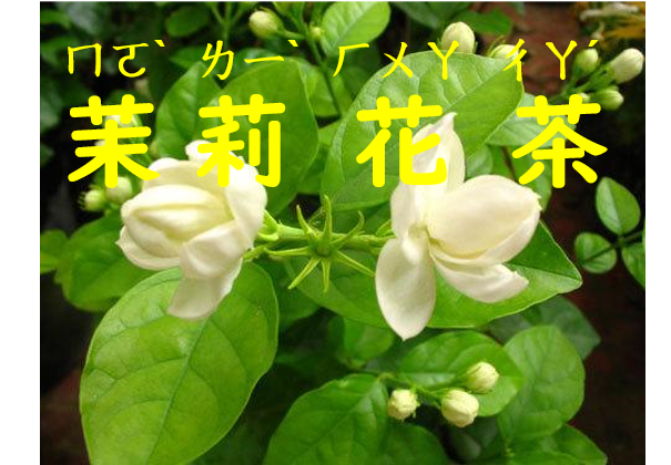 茉 ㄇㄛˋ 莉 ㄌㄧˋ 花 ㄏㄨㄚ 茶 ㄔㄚˊ